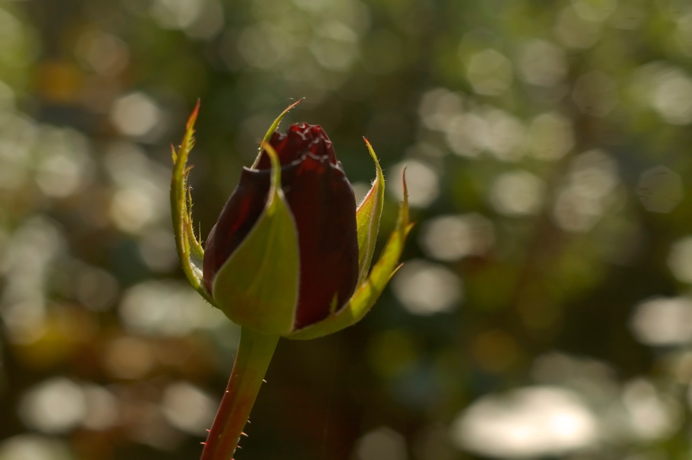 Lune de Miel - Aqueduct Flower 5